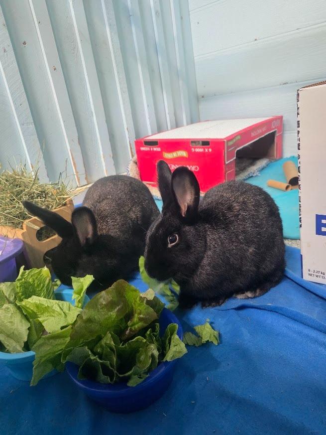 Enlarge Hall, a Adoptable Silver Fox in CRYSTAL LAKE, IL image 5/5