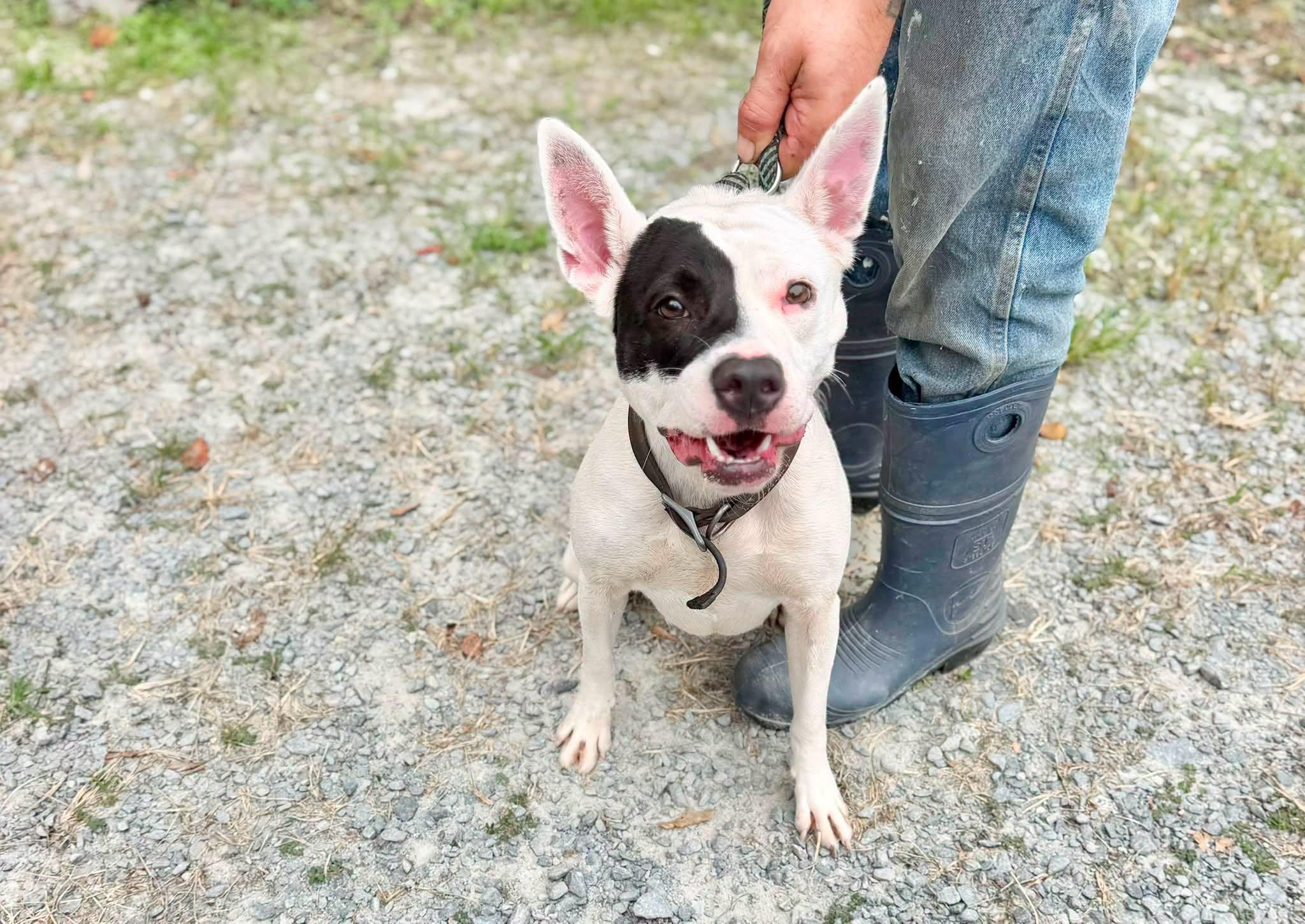 Petey, Adoptable, Adult Male Mixed Breed.