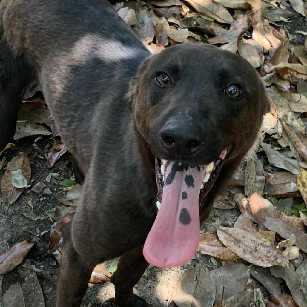 Aiden, a Adoptable Mixed Breed in Laurel, MS image 1/3