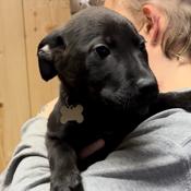 Enlarge Aiden, a Adoptable Mixed Breed in Laurel, MS image 1/2