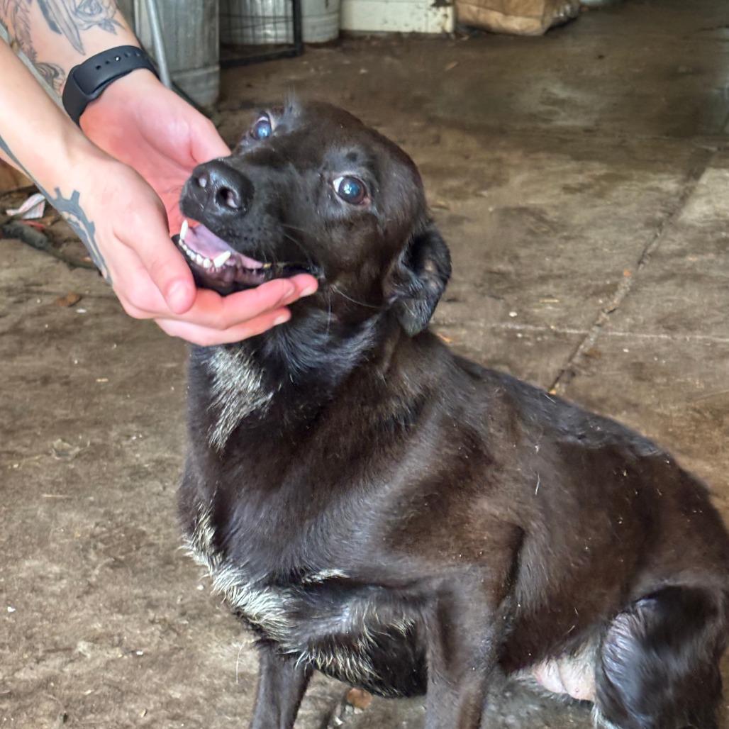 Enlarge Aiden, a Adoptable Mixed Breed in Laurel, MS image 2/2
