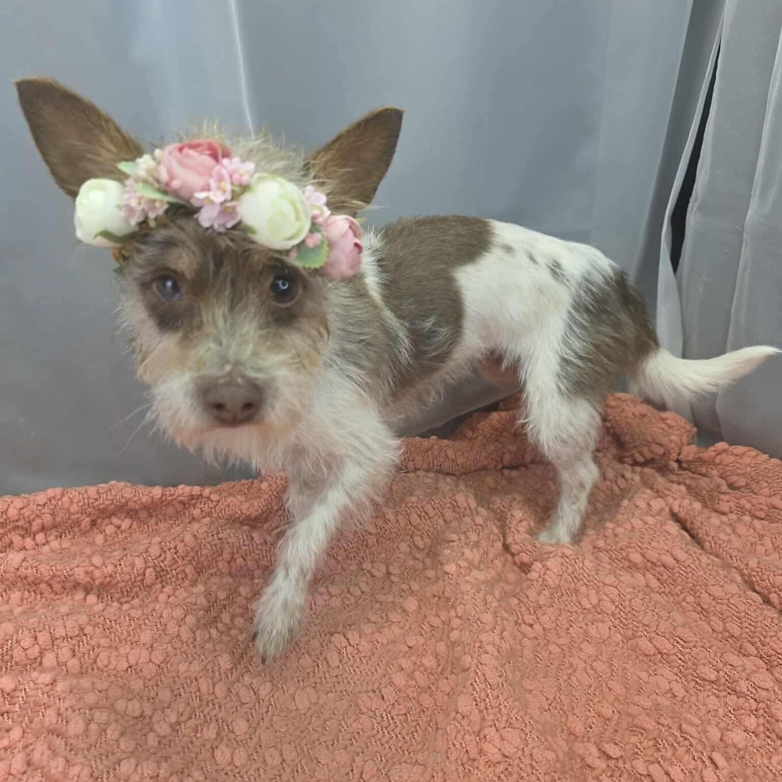 Enlarge Juno, a Adoptable mixed breed in Southfield , MI image 1/6