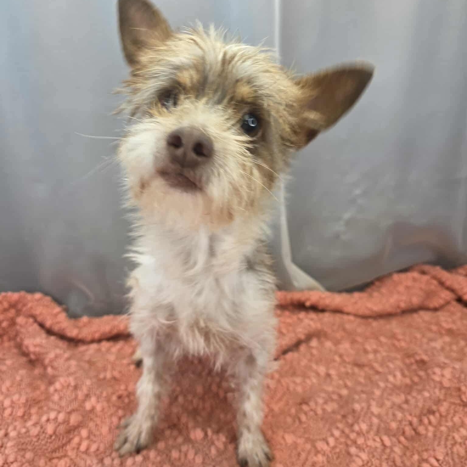 Enlarge Juno, a Adoptable mixed breed in Southfield , MI image 4/6