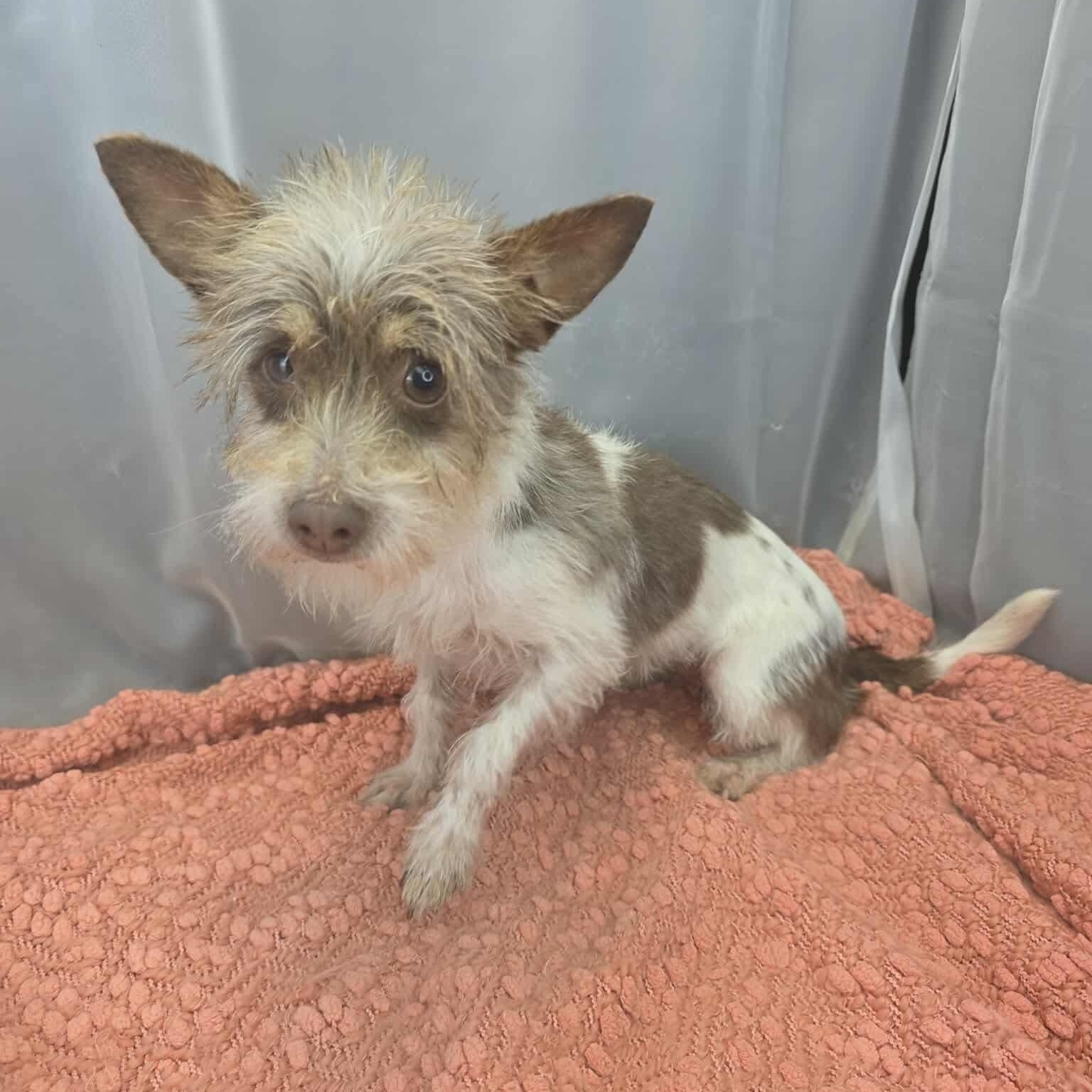 Enlarge Juno, a Adoptable mixed breed in Southfield , MI image 3/6