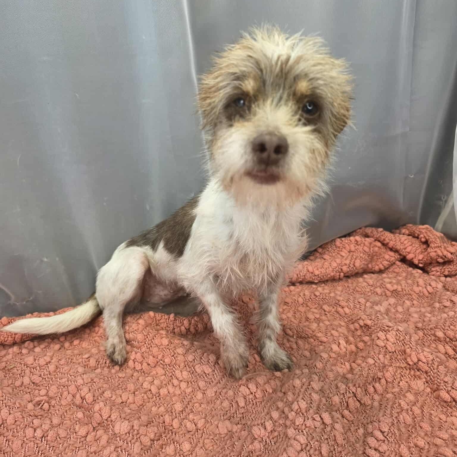 Enlarge Juno, a Adoptable mixed breed in Southfield , MI image 2/6