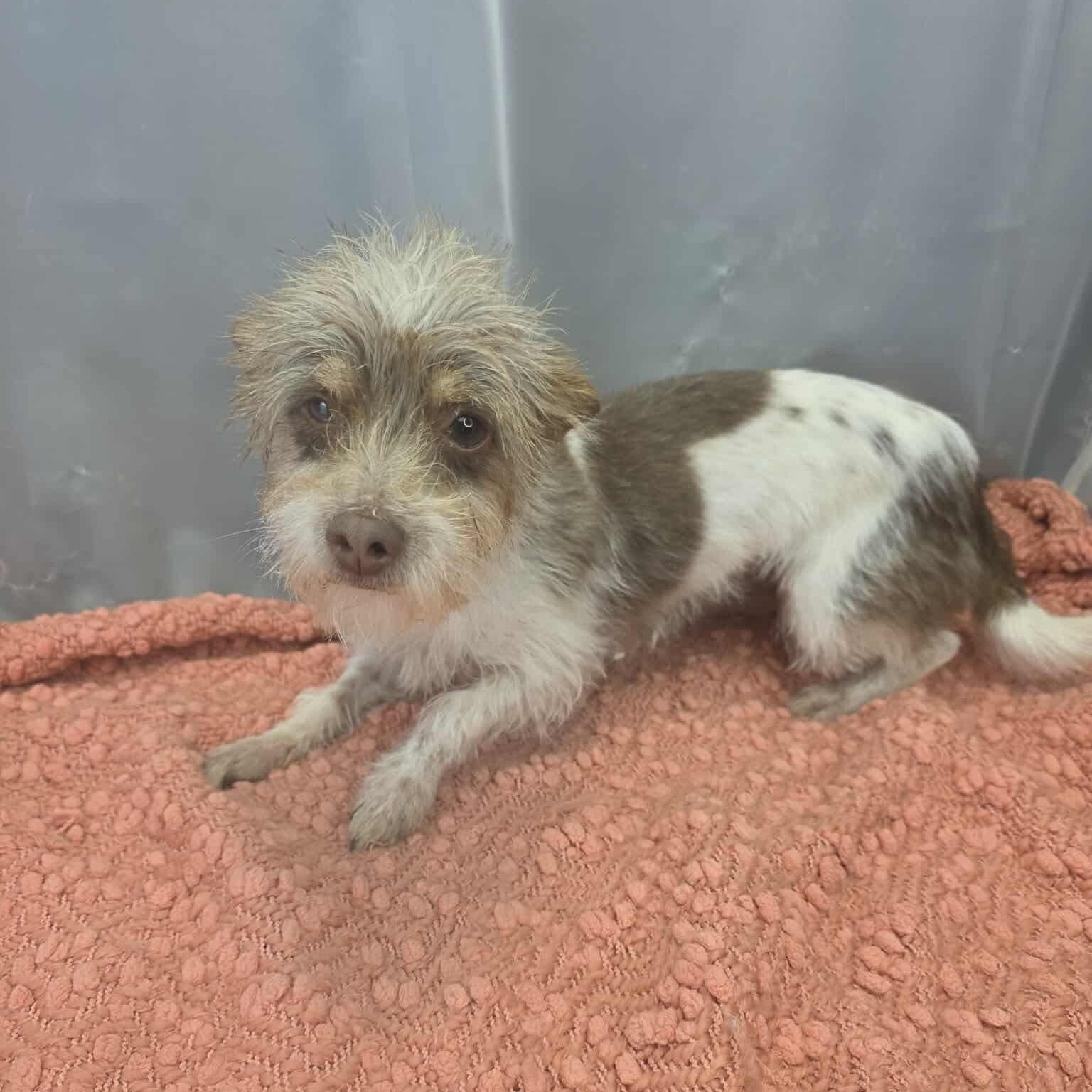 Enlarge Juno, a Adoptable mixed breed in Southfield , MI image 6/6