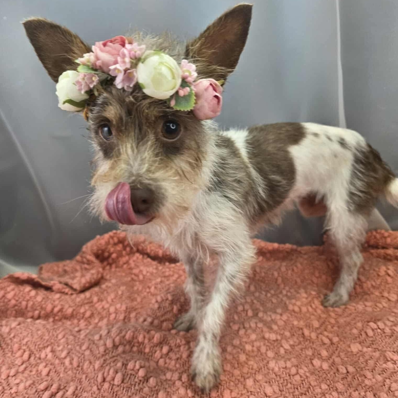 Enlarge Juno, a Adoptable mixed breed in Southfield , MI image 5/6