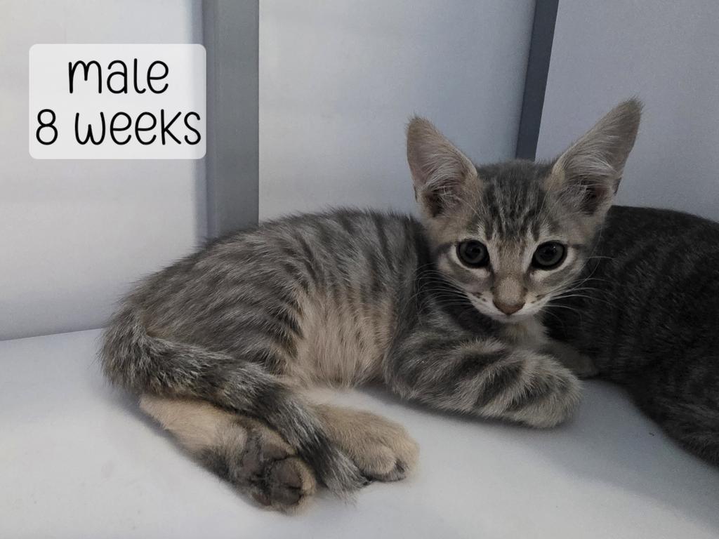 Pancake, Adoptable, Kitten Male Domestic Short Hair.
