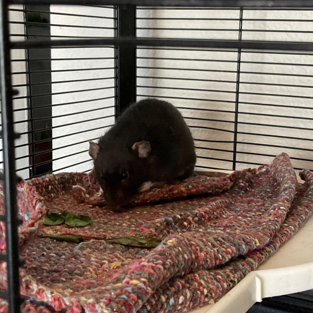 Enlarge Hunter, a Adoptable Rat in Phoenix, AZ image 1/1