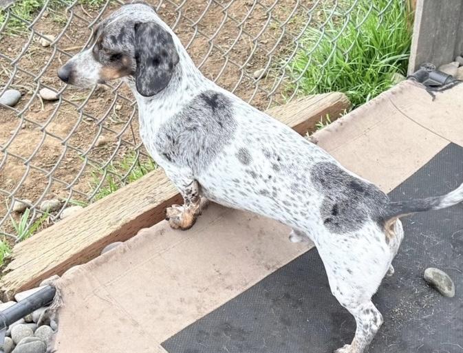 Enlarge Bodie, an adopted Dachshund in Portland, OR image 5/5