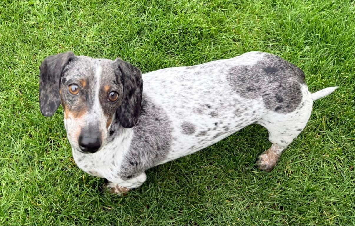 Enlarge Bodie, an adopted Dachshund in Portland, OR image 2/5
