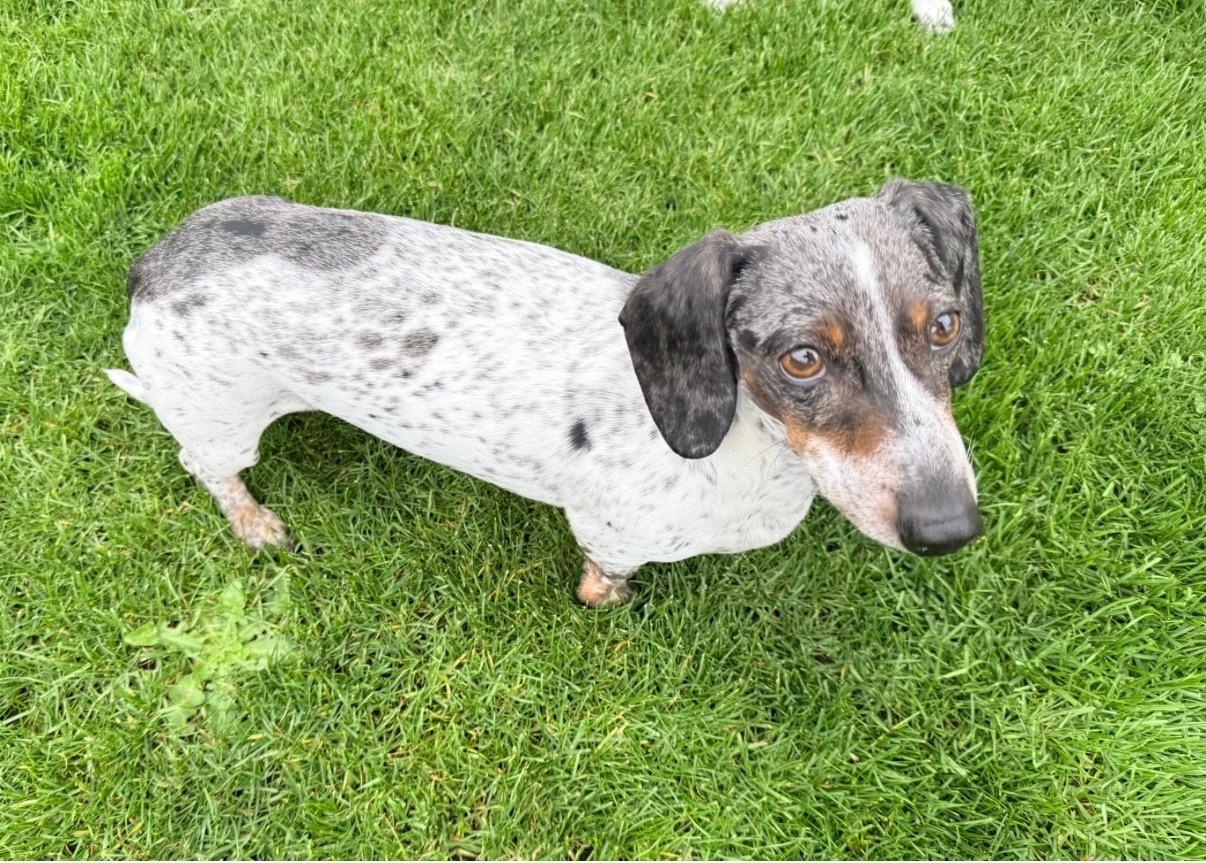 Enlarge Bodie, an adopted Dachshund in Portland, OR image 4/5