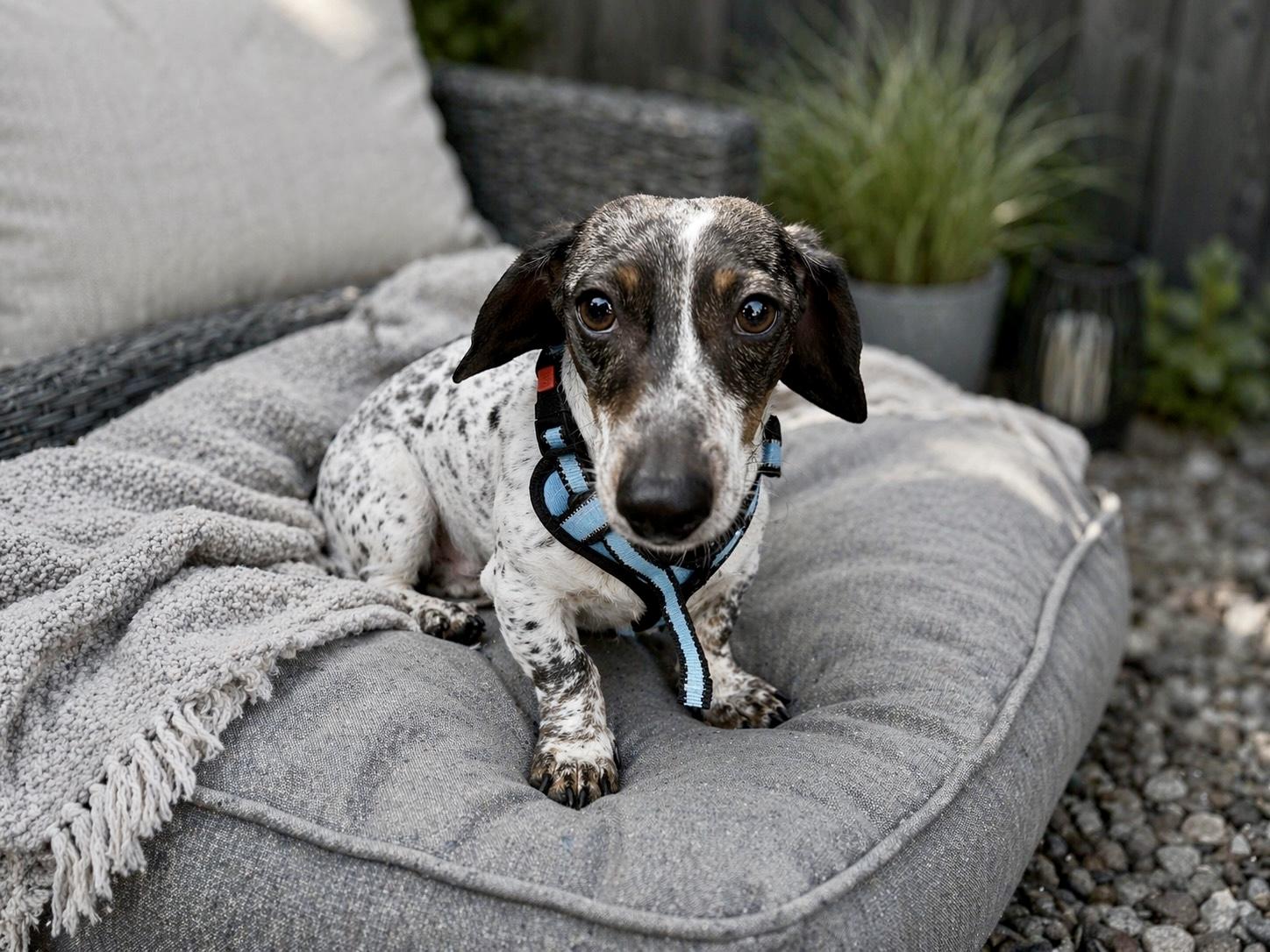 Enlarge Bodie, an adopted Dachshund in Portland, OR image 3/5