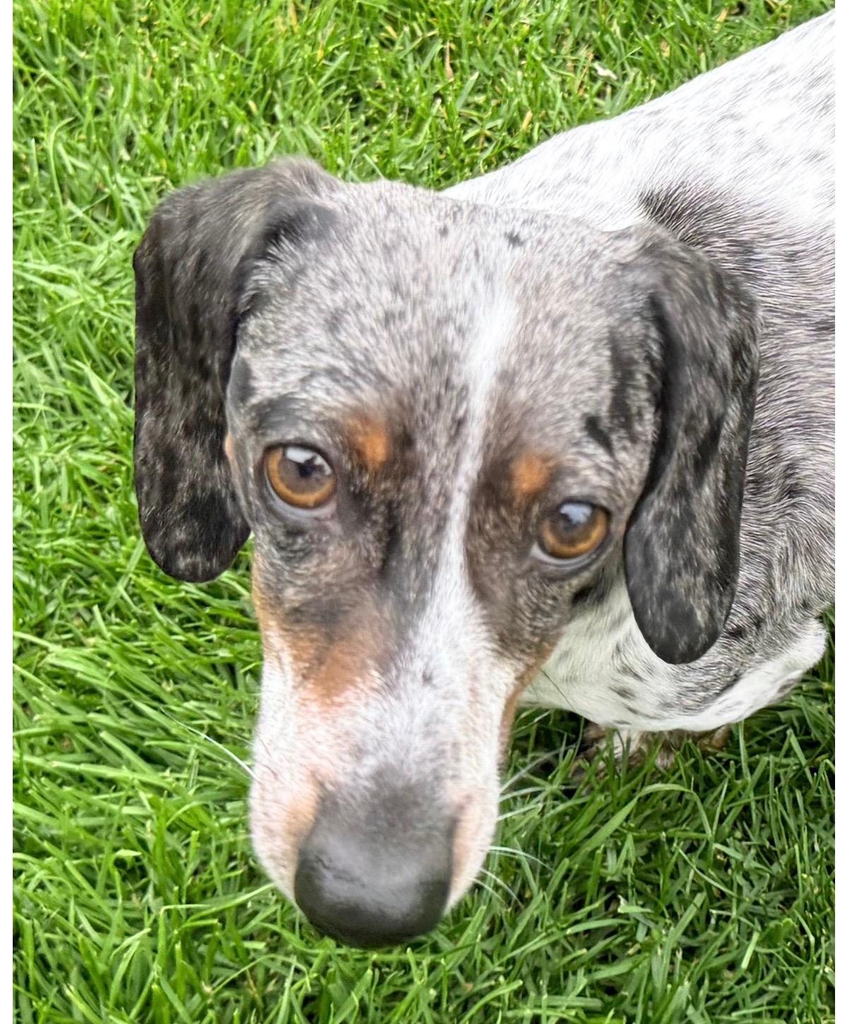 Enlarge Bodie, an adopted Dachshund in Portland, OR image 1/5