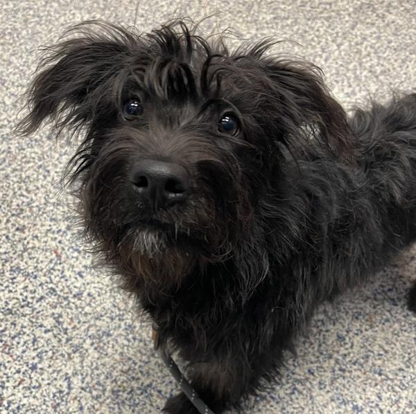 Enlarge Mavis, a Adoptable mixed breed in Golden, CO image 1/1