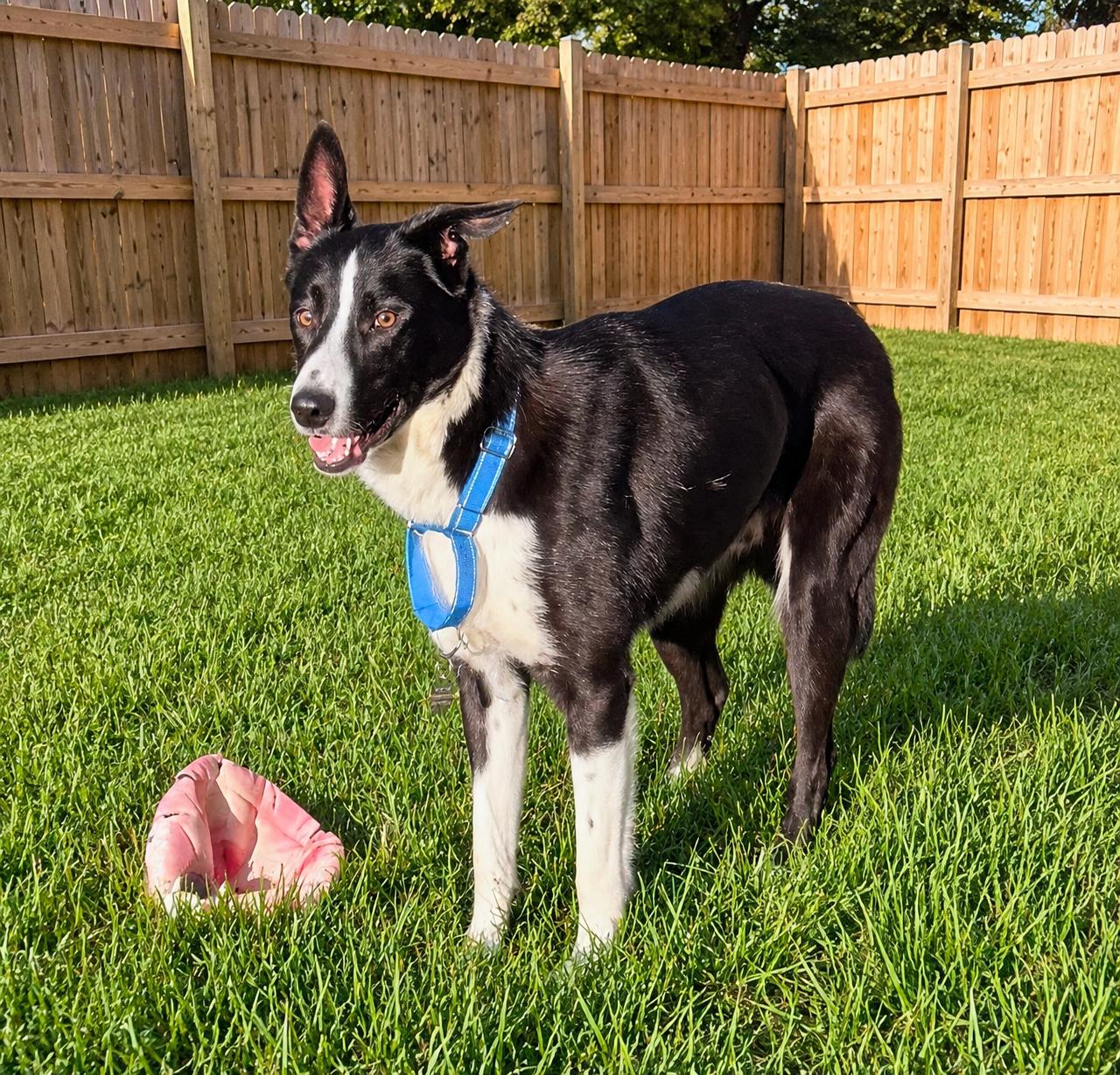 Enlarge KONRAD, a ADOPTABLE Border Collie in Newport News , VA image 3/5