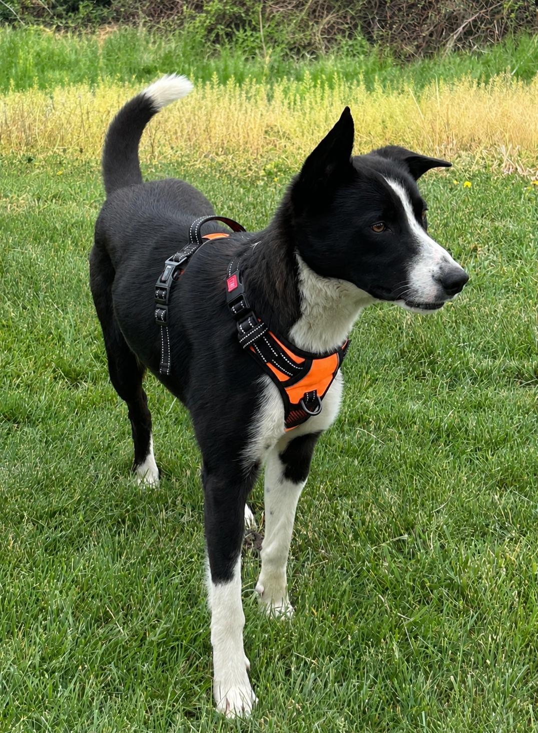 Enlarge KONRAD, a ADOPTABLE Border Collie in Newport News , VA image 4/5