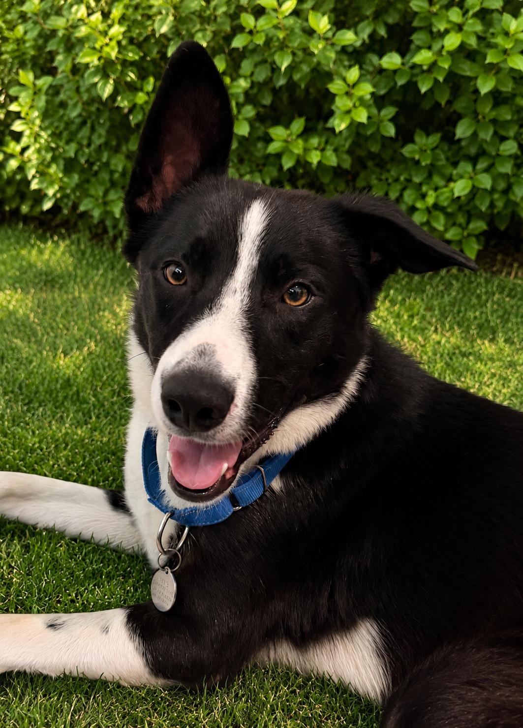 Enlarge KONRAD, a ADOPTABLE Border Collie in Newport News , VA image 1/5