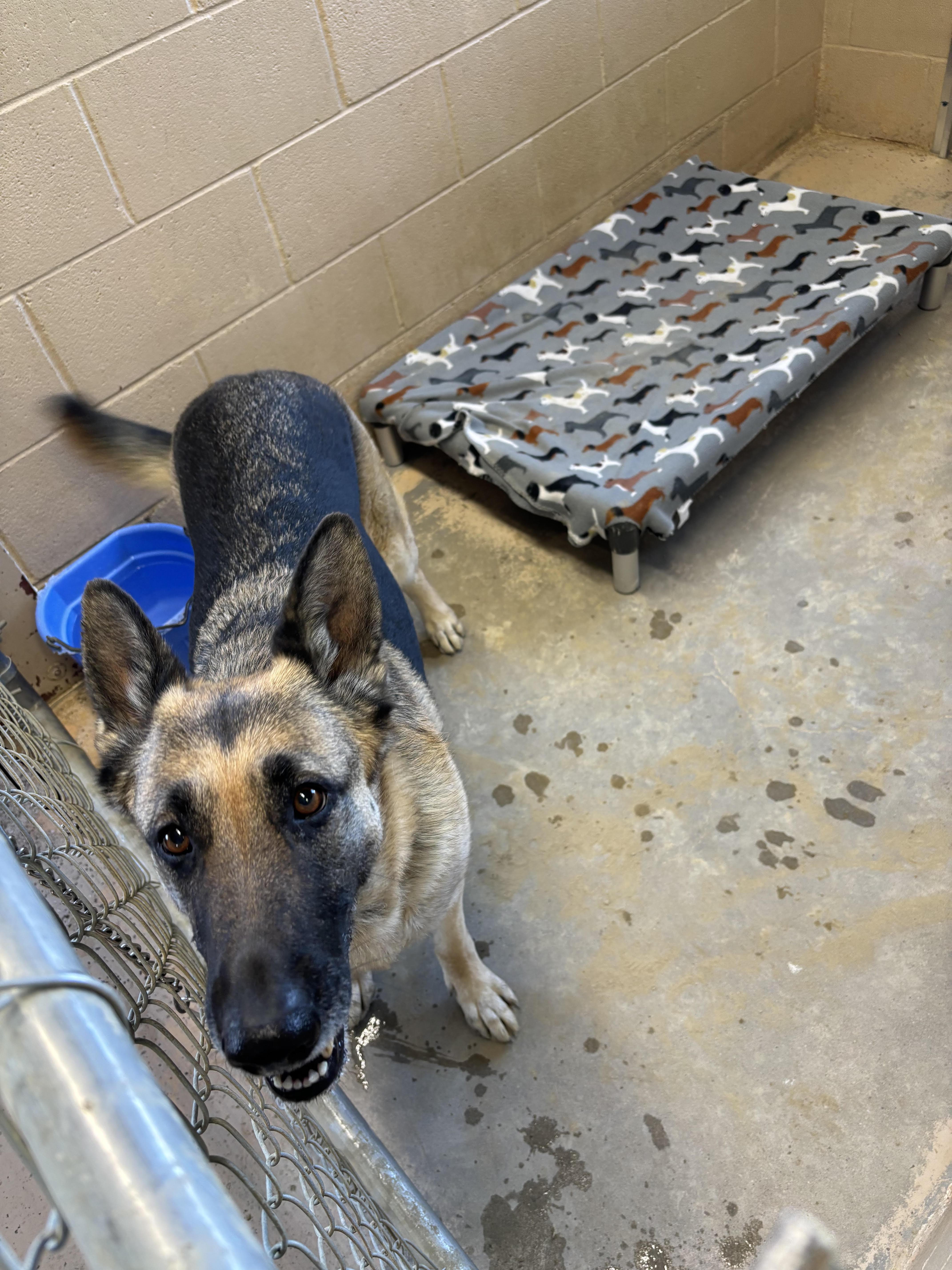 Indy — thumbnail 2