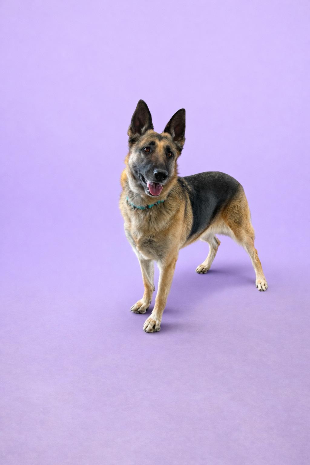 Enlarge Indy, a ADOPTABLE German Shepherd Dog in Rock Springs, WY image 1/1
