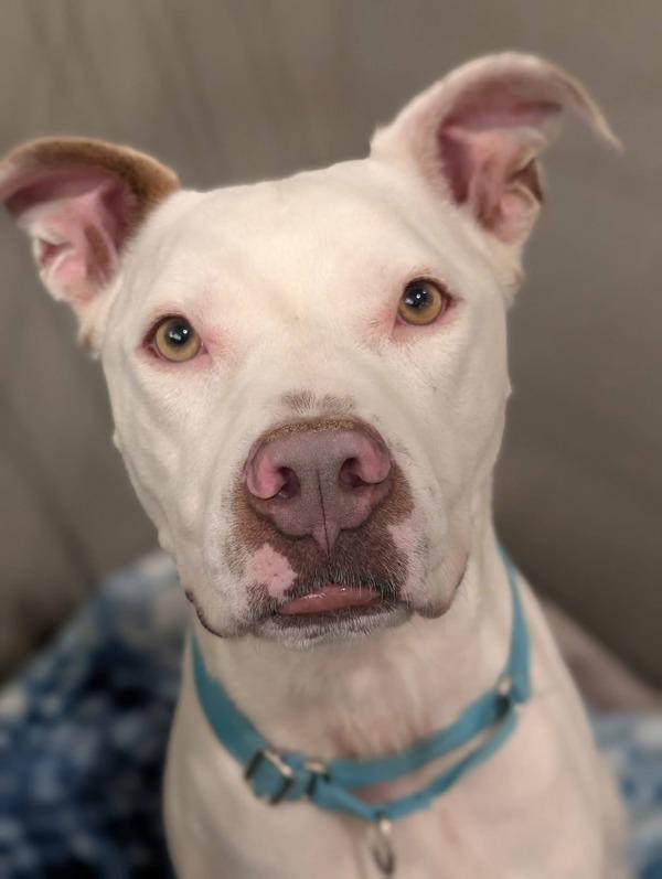 Enlarge Kaine, a Adoptable mixed breed in Littleton, CO image 1/4