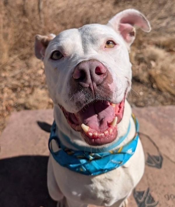 Enlarge Kaine, a Adoptable mixed breed in Littleton, CO image 3/4