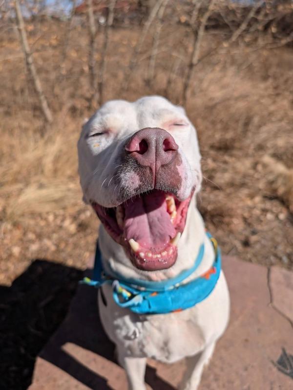 Enlarge Kaine, a Adoptable mixed breed in Littleton, CO image 4/4