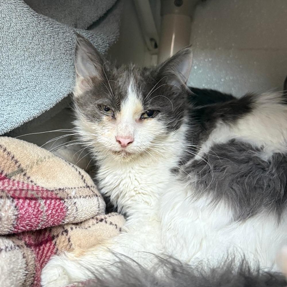 Luella w/ Frankie - 2 FUR 1 *In Foster!*, Adoptable, Young Female Domestic Long Hair.
