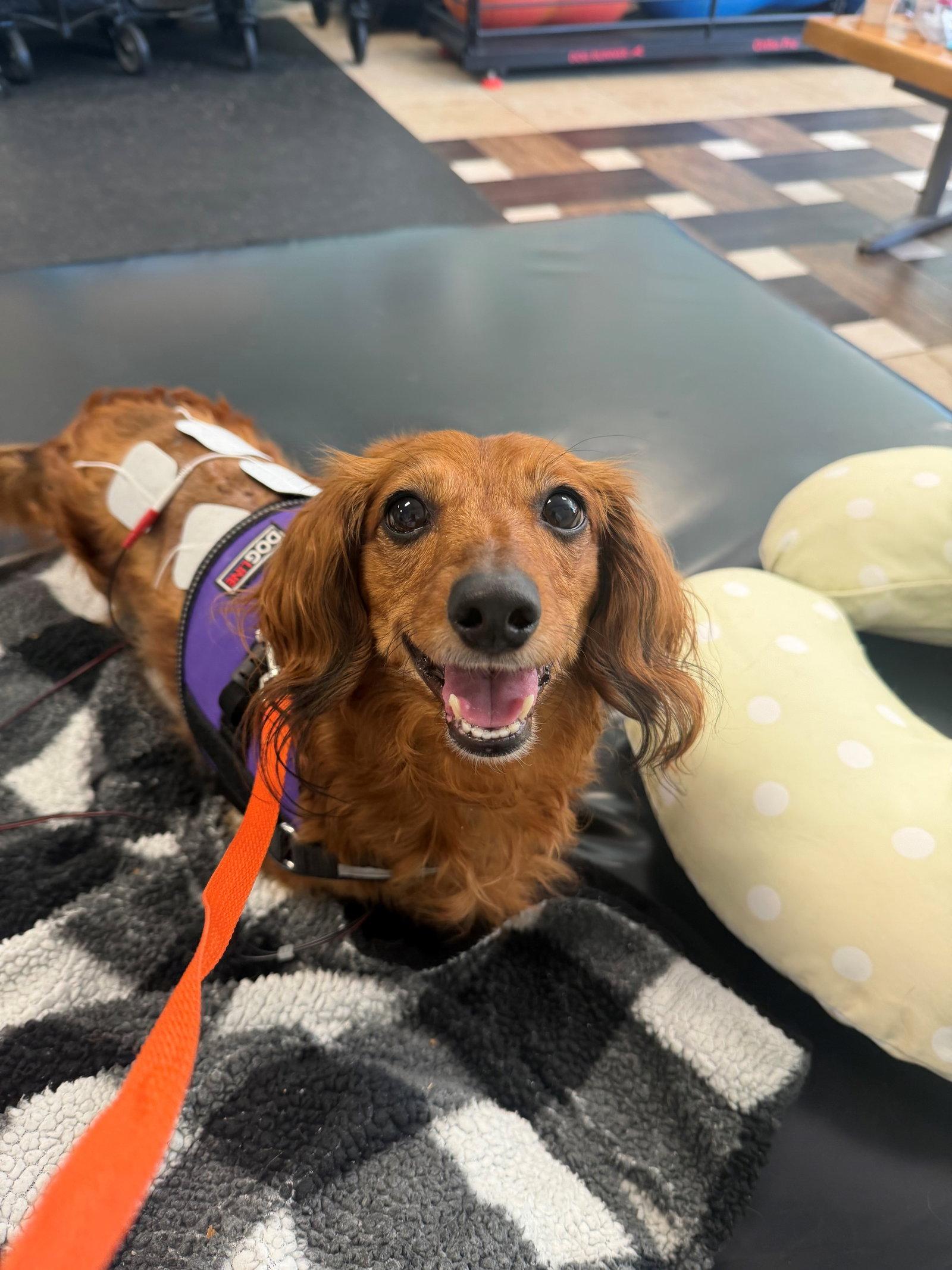 Lady, Adopted, Adult Female Dachshund.