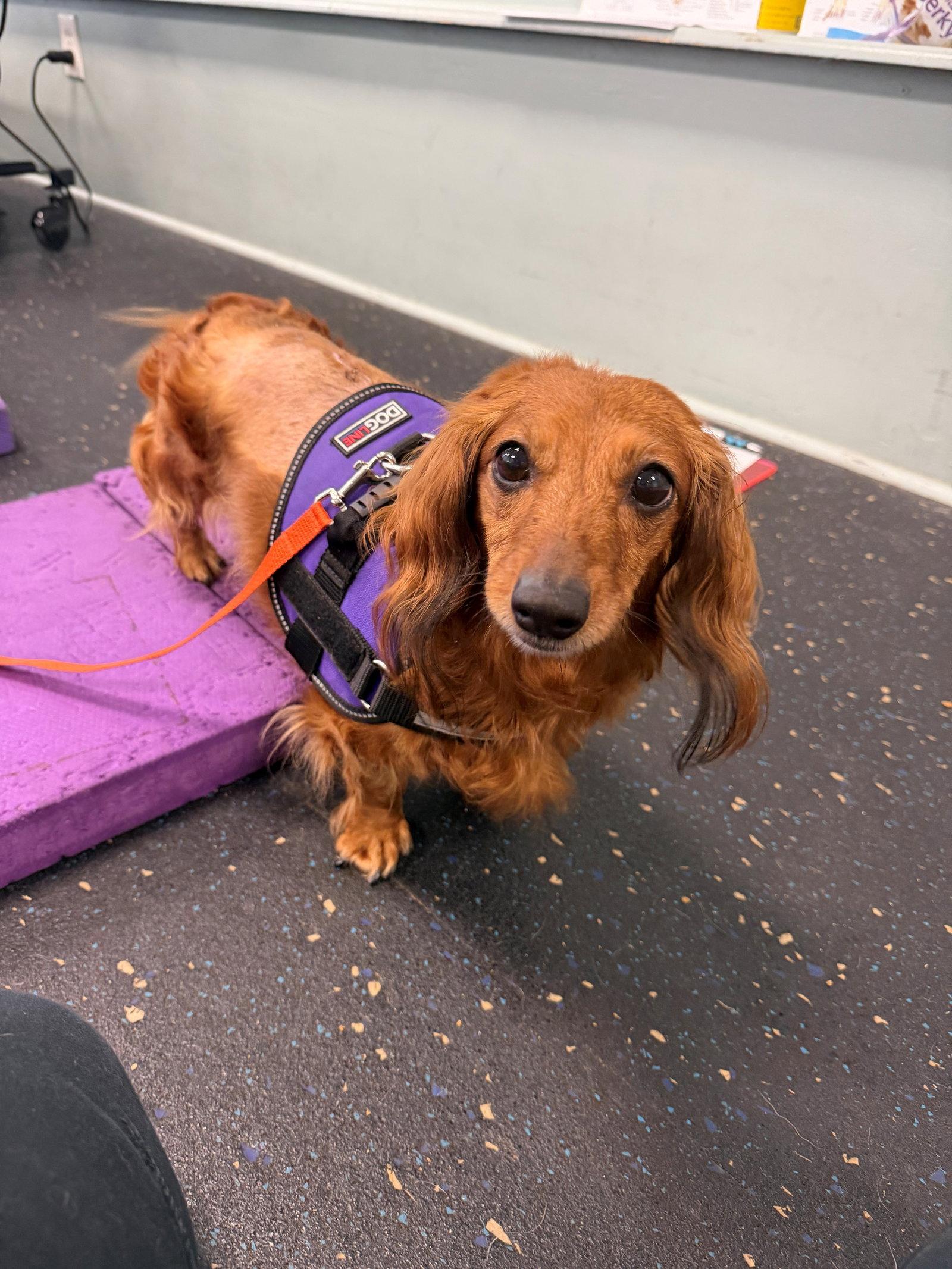 Lady, a Adopted Dachshund in Pearland, TX image 2/3