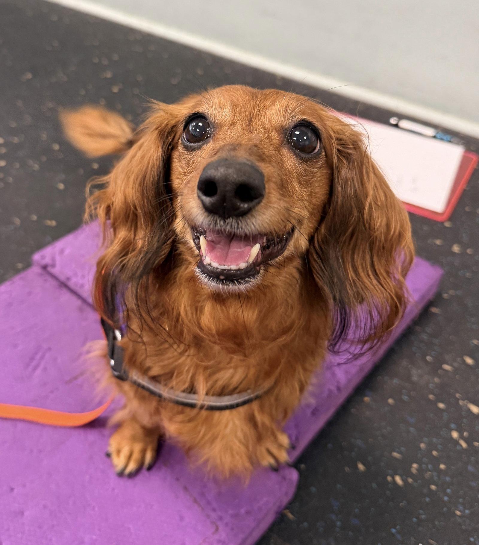 Lady, a Adopted Dachshund in Pearland, TX image 3/3