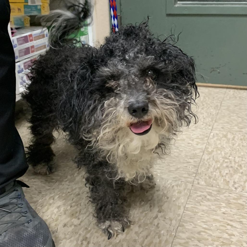 Dog 12/18/2025, Adoptable, Adult Male Poodle.