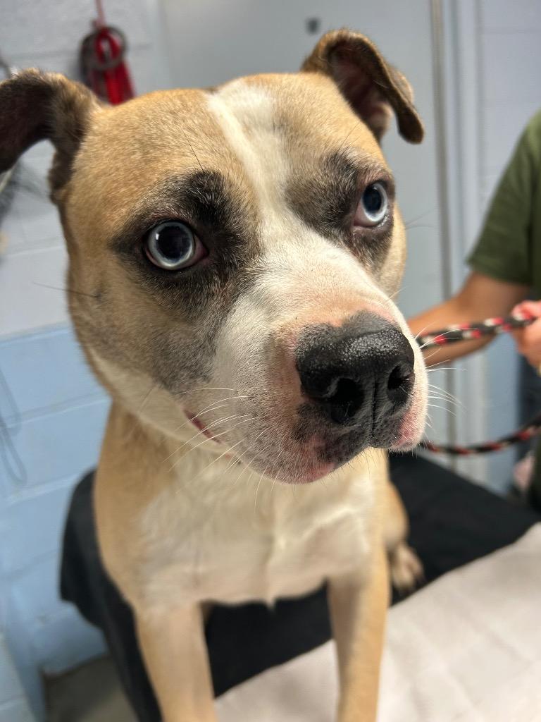 Enlarge First Class, a Adoptable mixed breed in Detroit, MI image 1/4