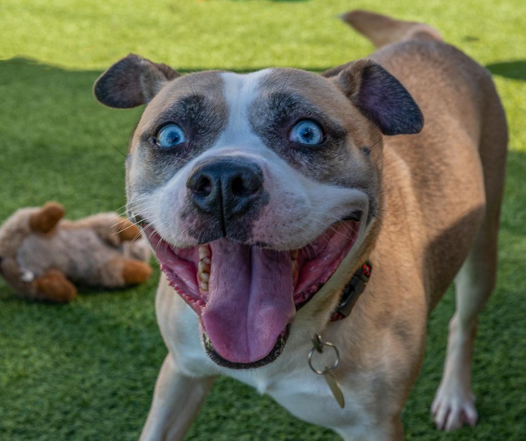 Enlarge First Class, a Adoptable mixed breed in Detroit, MI image 2/4