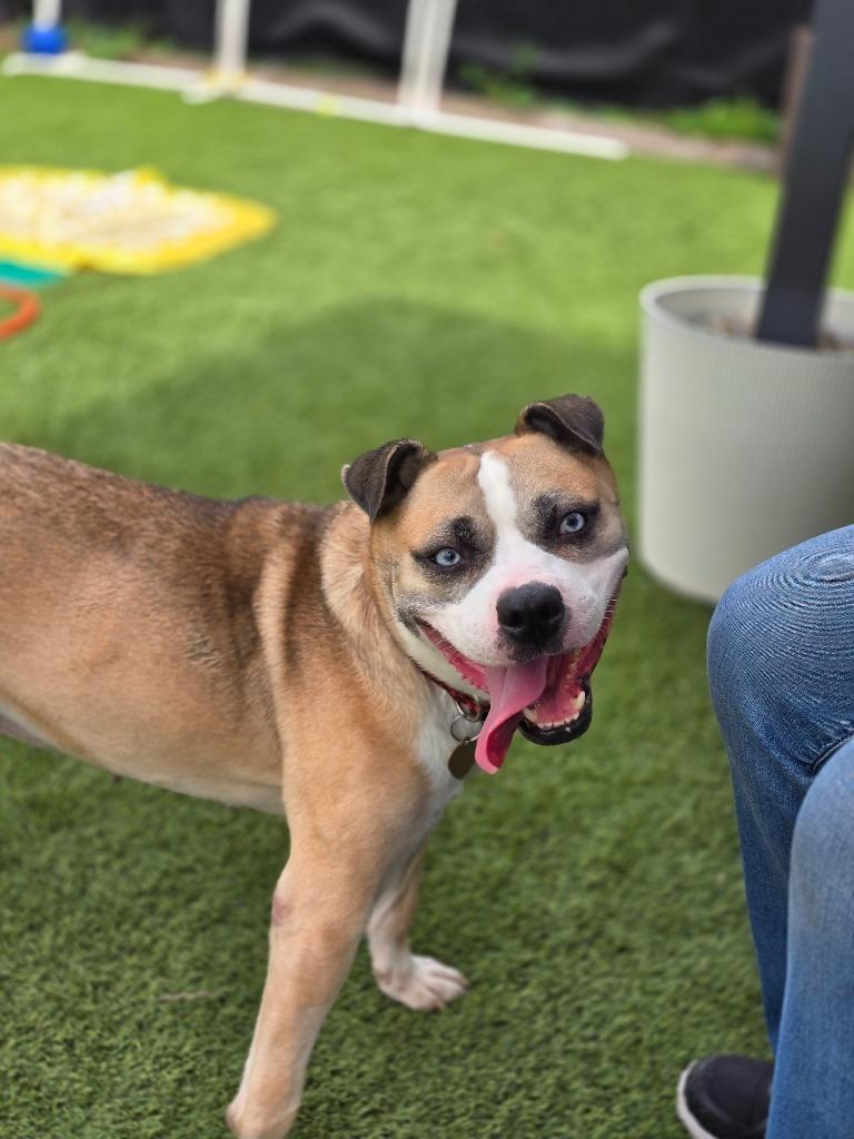 Enlarge First Class, a Adoptable mixed breed in Detroit, MI image 3/4