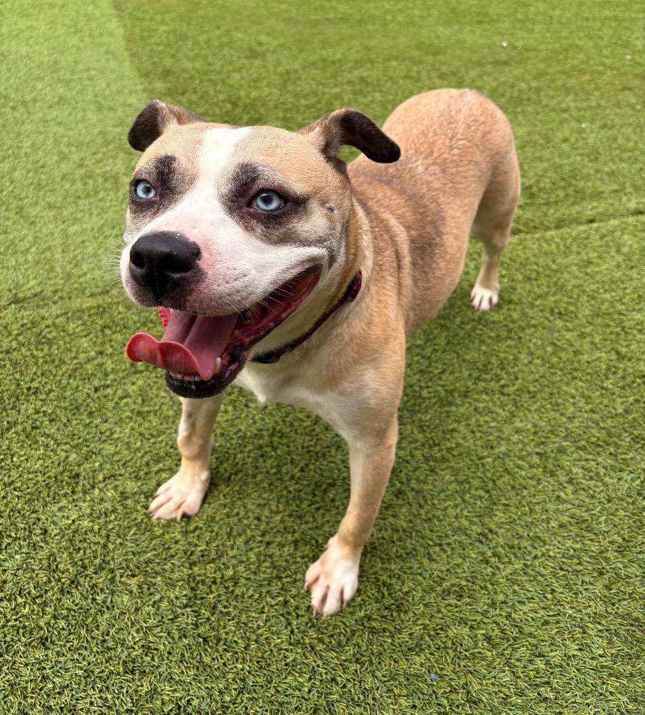 Enlarge First Class, a Adoptable mixed breed in Detroit, MI image 4/4
