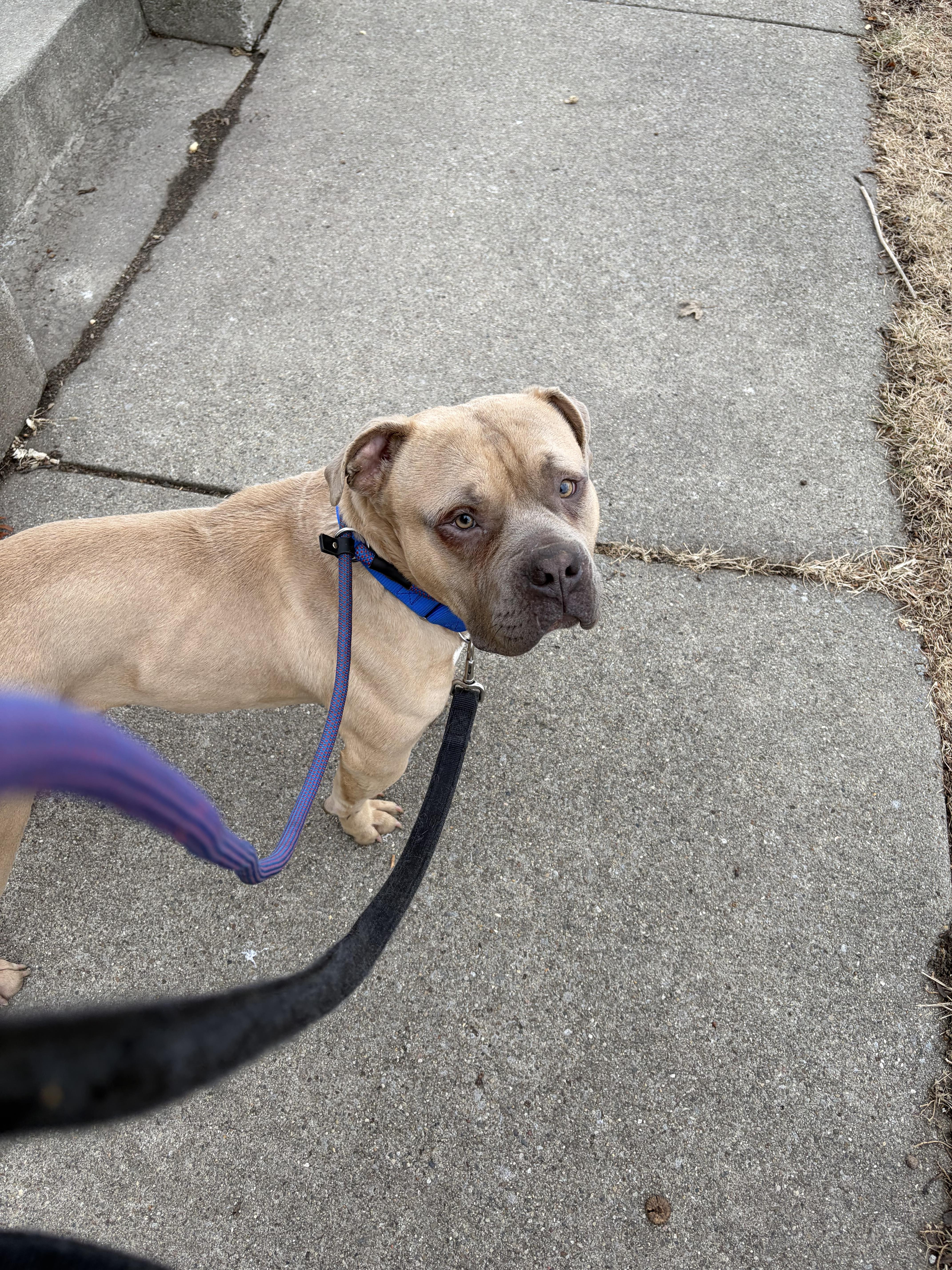 Enlarge Scrappy Doo, a ADOPTABLE Mixed Breed in Blue Island, IL image 2/5