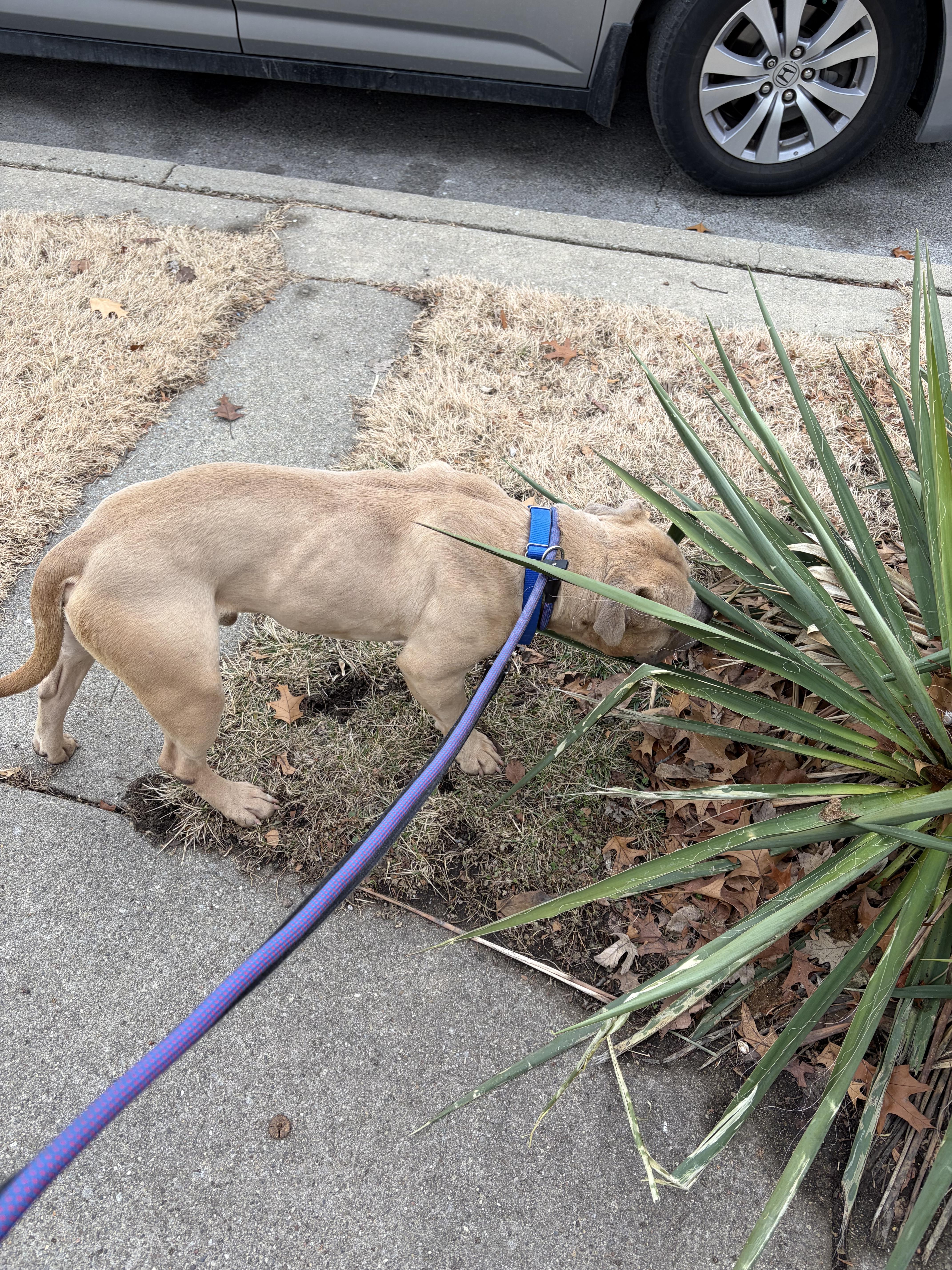Enlarge Scrappy Doo, a ADOPTABLE Mixed Breed in Blue Island, IL image 4/5