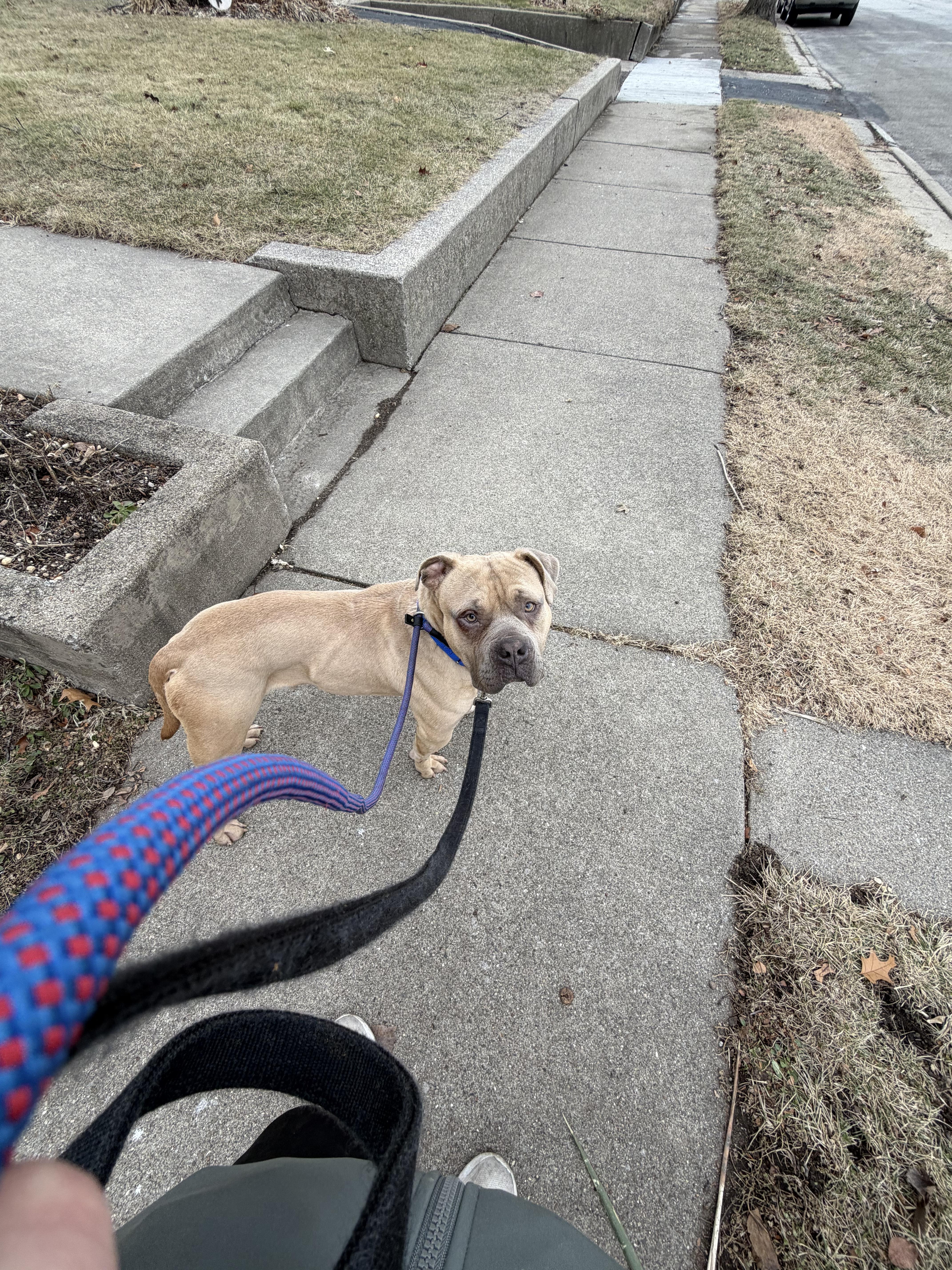 Enlarge Scrappy Doo, a ADOPTABLE Mixed Breed in Blue Island, IL image 3/5
