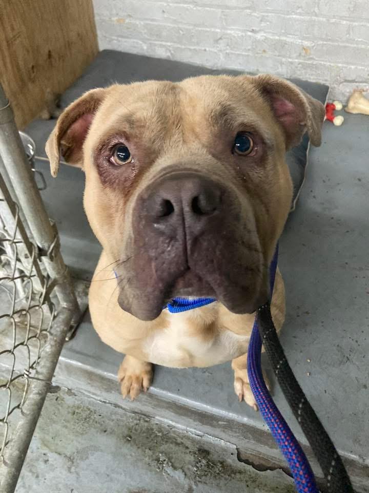 Scrappy Doo, ADOPTABLE, Adult Male Mixed Breed.