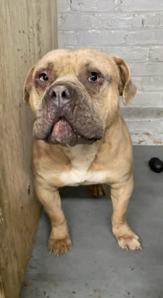 Enlarge Scrappy Doo, a ADOPTABLE Mixed Breed in Blue Island, IL image 5/5