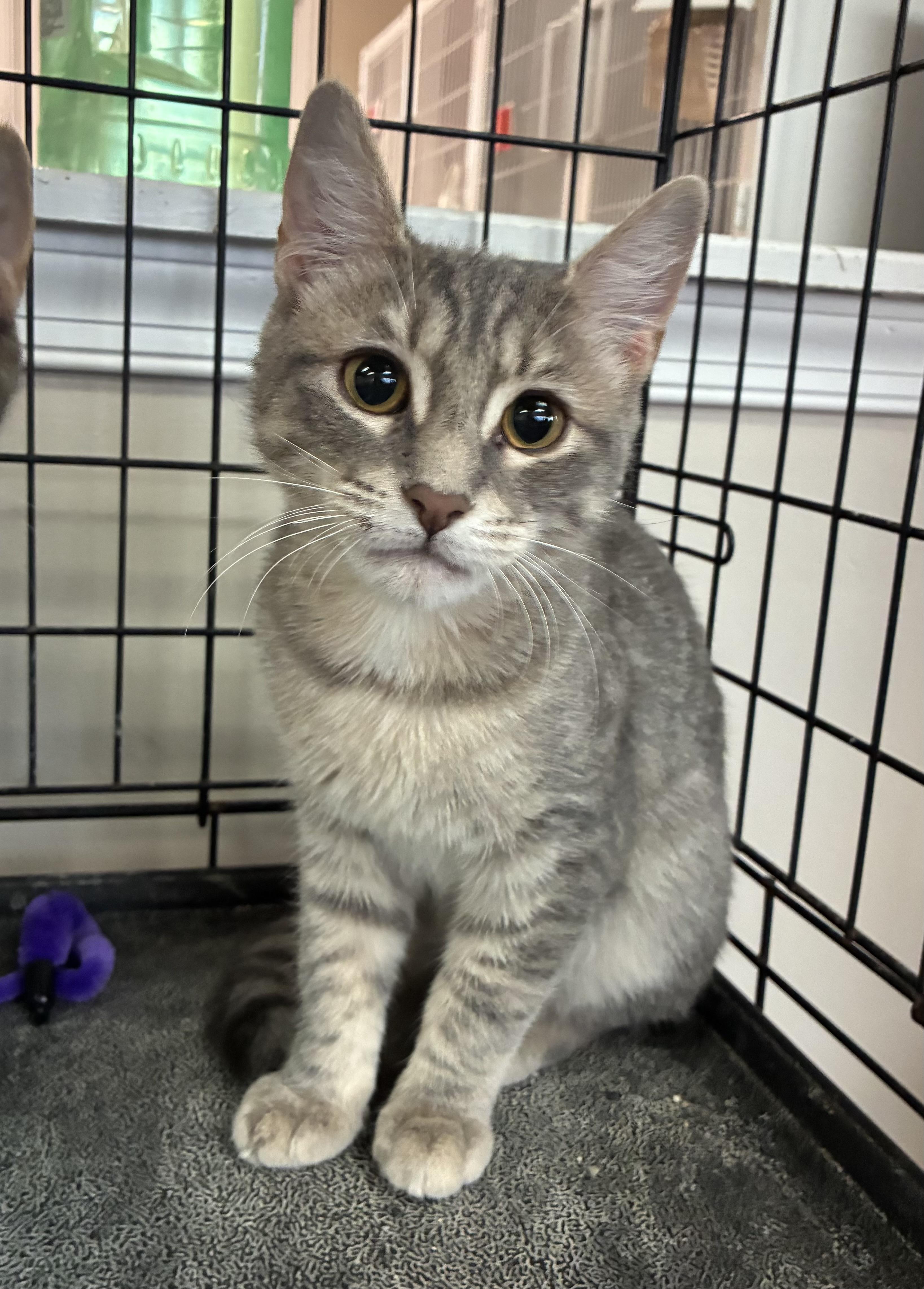 Enlarge Bell, a Adoptable Domestic Short Hair in Breinigsville, PA image 2/2