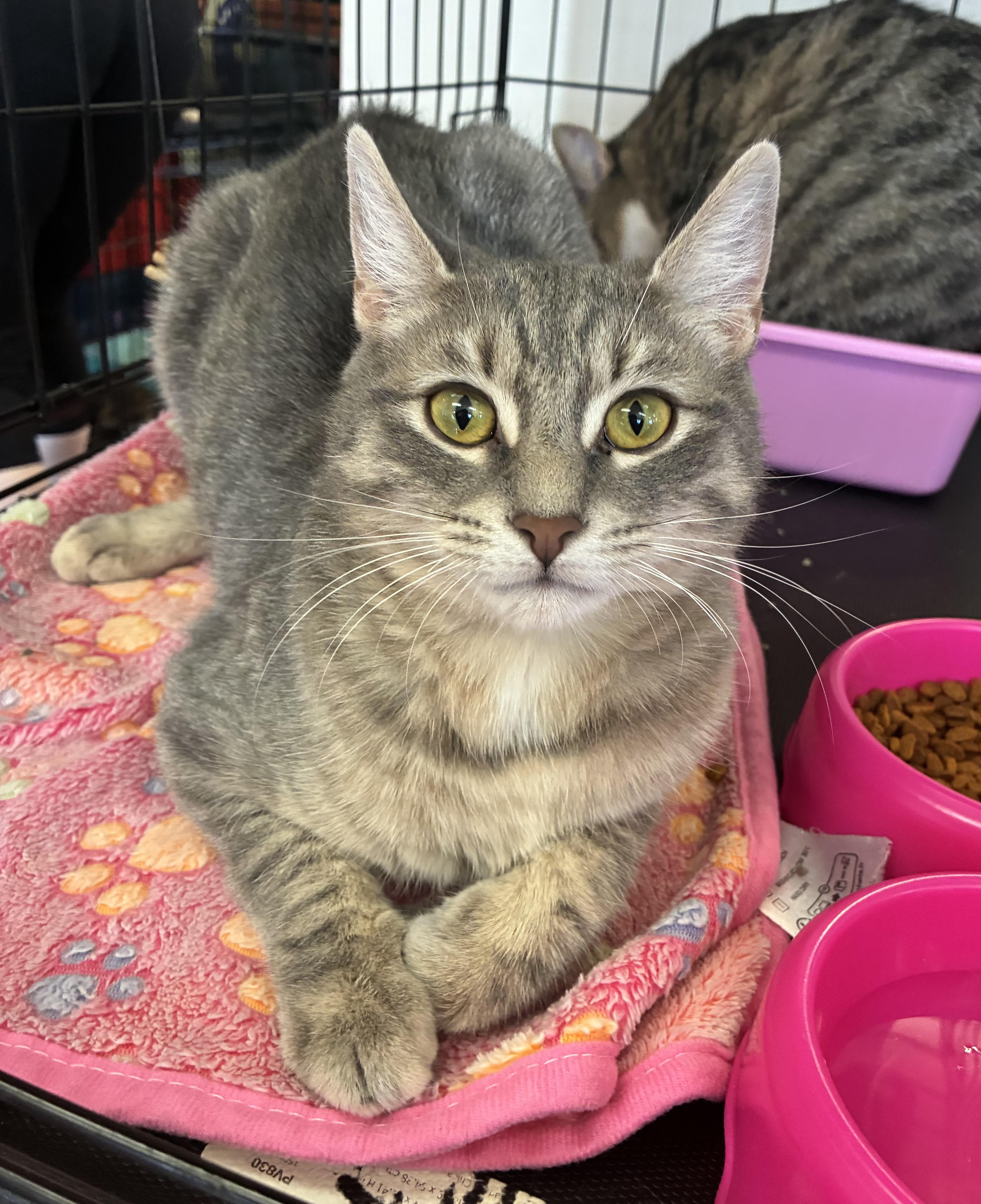 Enlarge Bell, a Adoptable Domestic Short Hair in Breinigsville, PA image 1/2