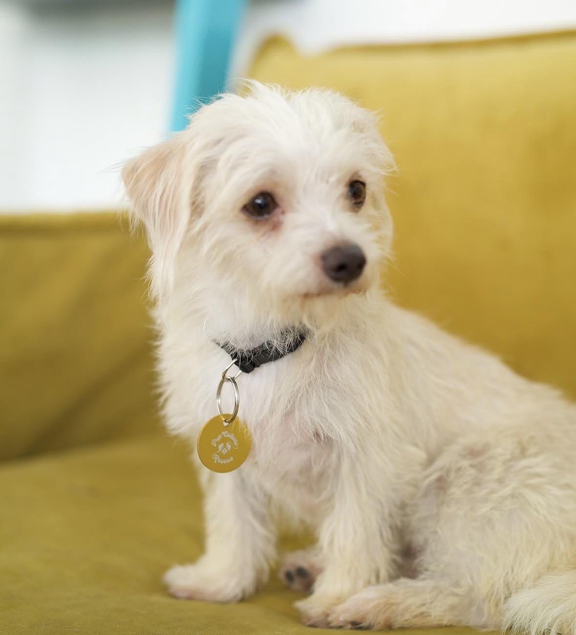 Enlarge Marilyn, a Adoptable mixed breed in Pasadena, CA image 3/5