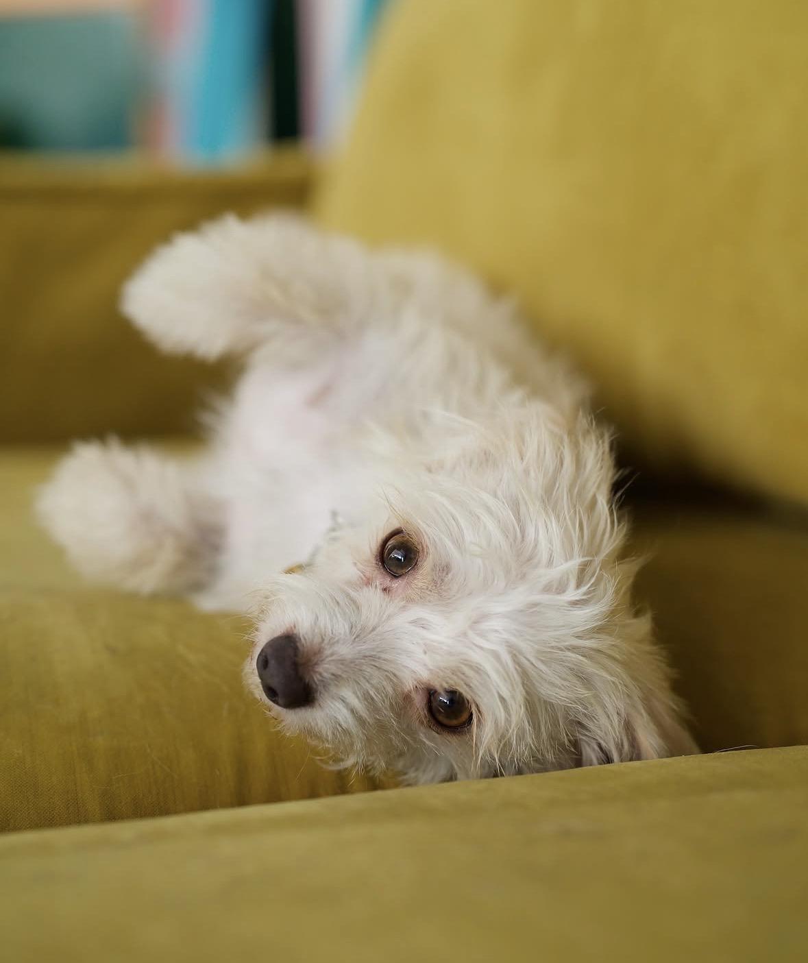Enlarge Marilyn, a Adoptable mixed breed in Pasadena, CA image 5/5