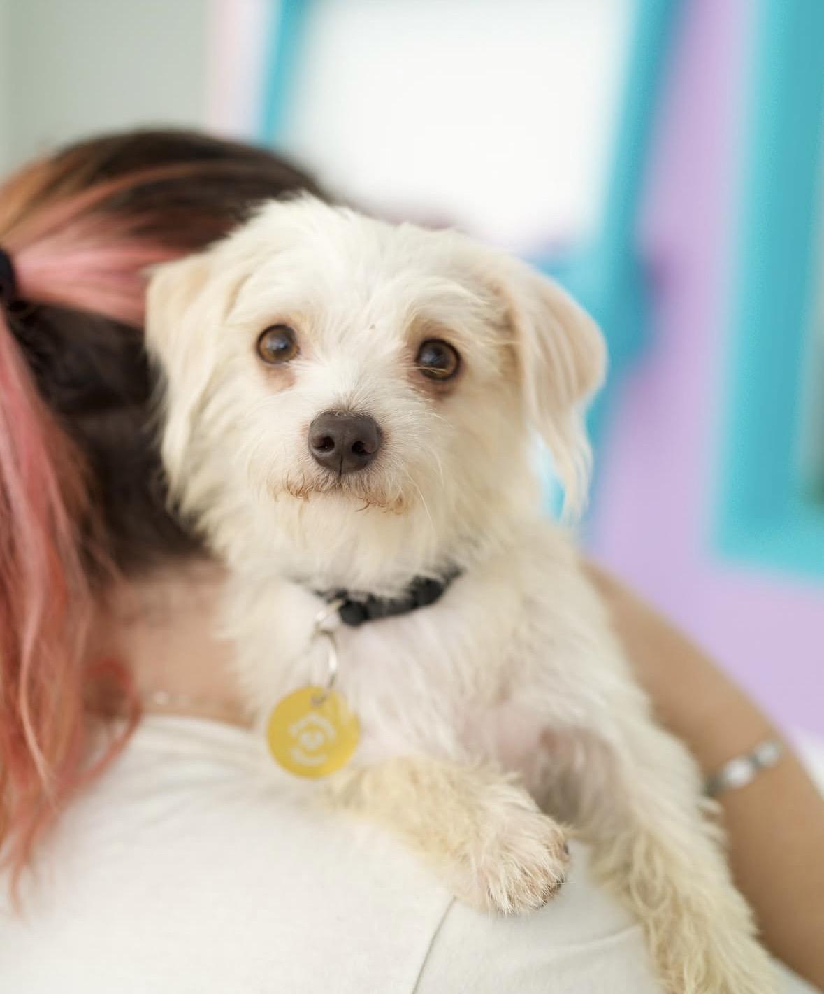 Enlarge Marilyn, a Adoptable mixed breed in Pasadena, CA image 4/5