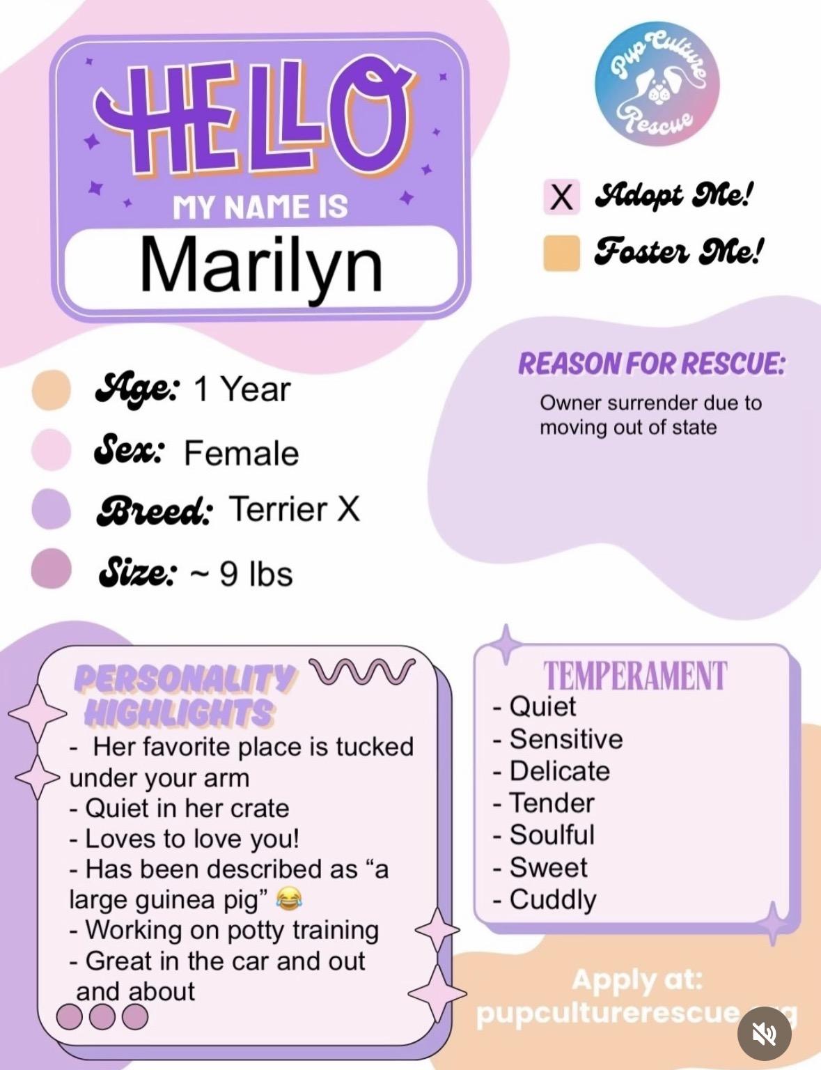 Enlarge Marilyn, a Adoptable mixed breed in Pasadena, CA image 2/5