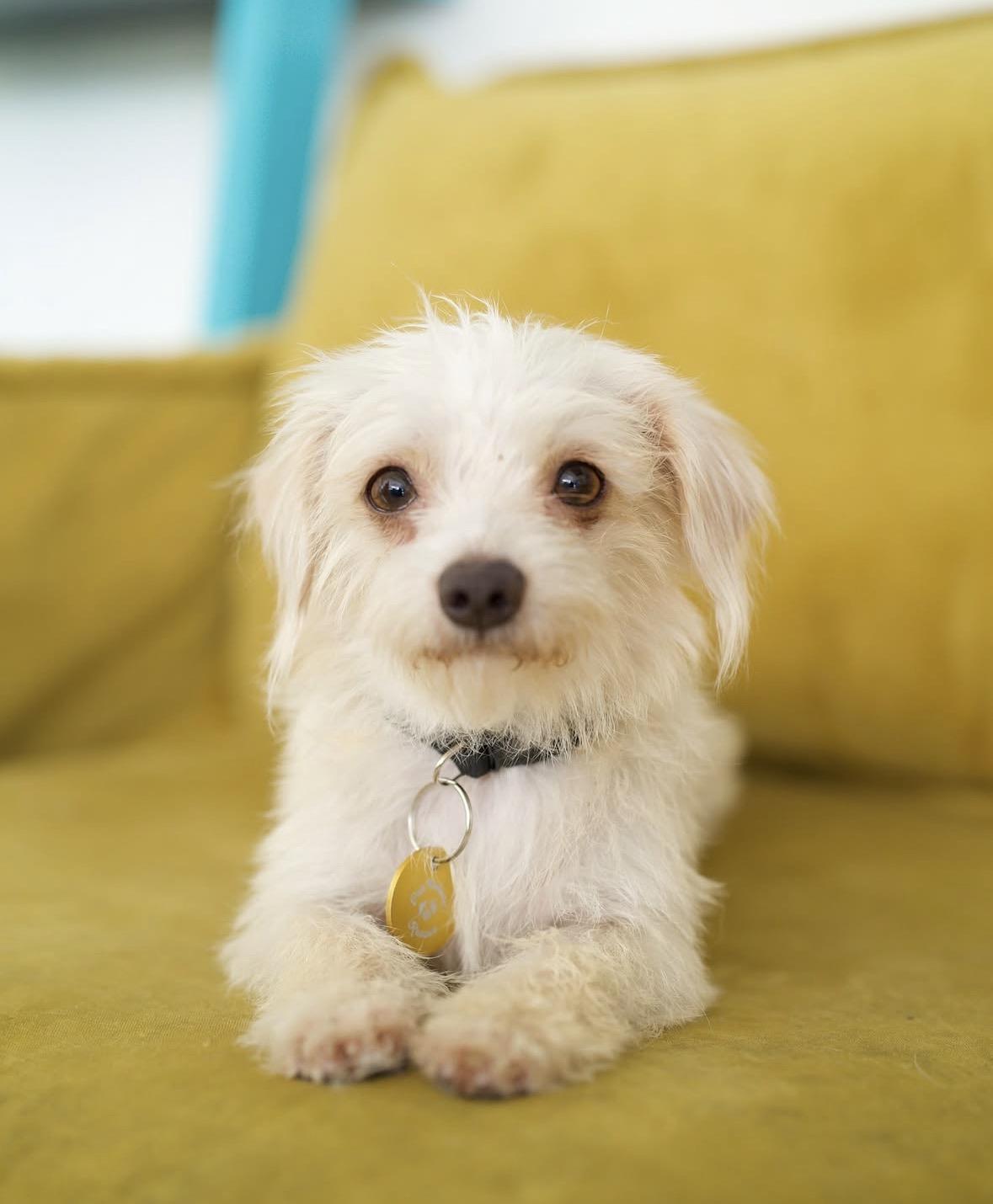 Marilyn, Adoptable, Young Female Terrier.