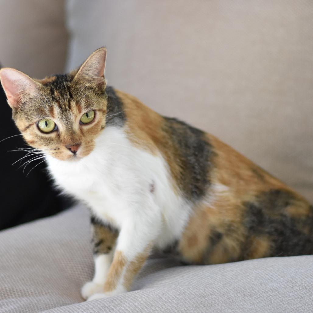 Enlarge Kamie, a Adoptable Domestic Short Hair in Waco, TX image 6/6