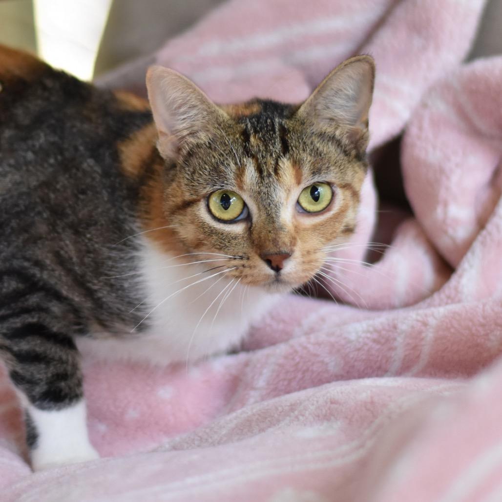 Enlarge Kamie, a Adoptable Domestic Short Hair in Waco, TX image 2/6